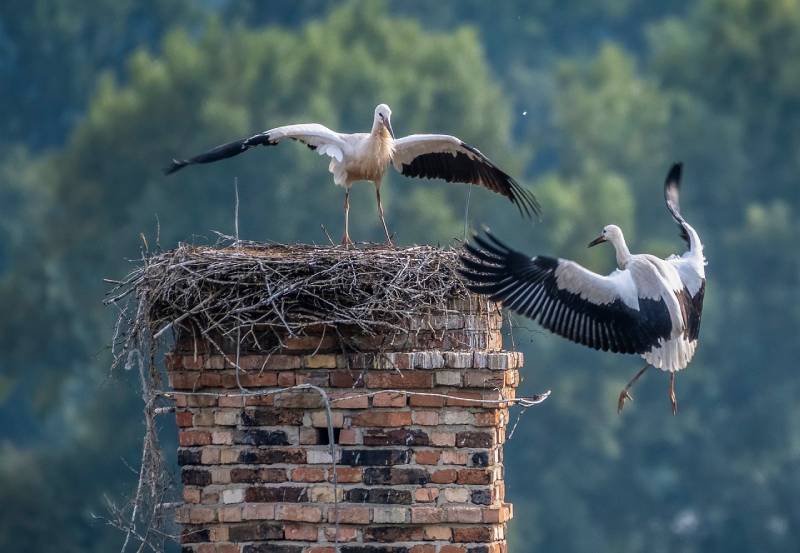 Expert Chimney Animal Removal in Margate, FL Professional Chimney Animal Removal Services in Margate, Florida