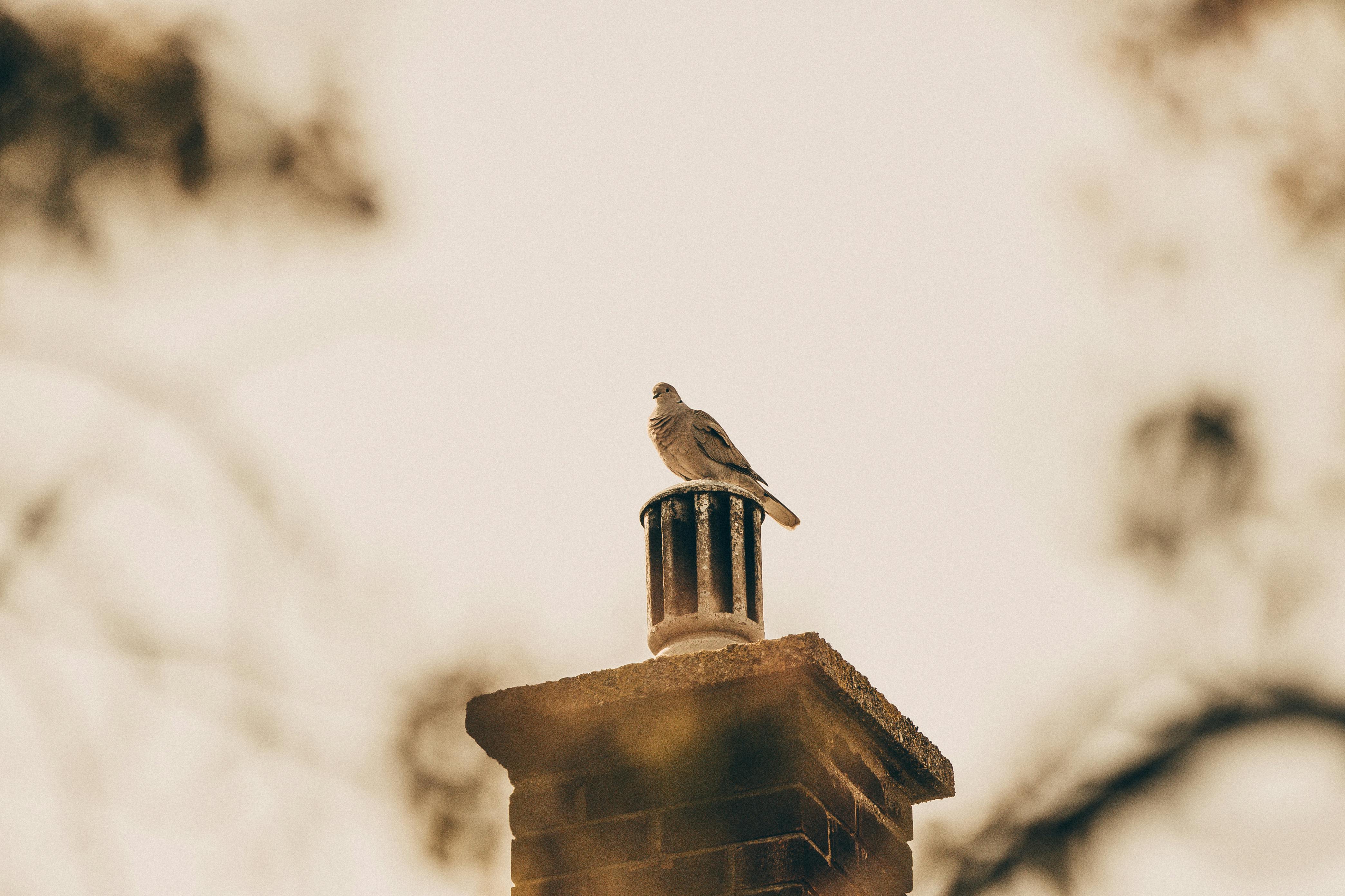 Professional Chimney Cap and Damper In Margate Florida